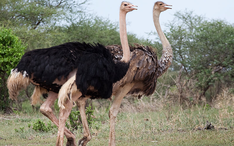 Birdwatching safari tanzania