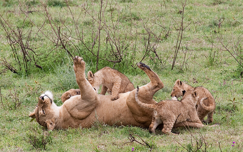 Tanzania day tour safari