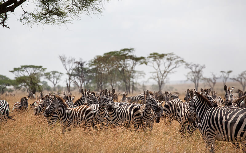 Day trip tour in tanzania