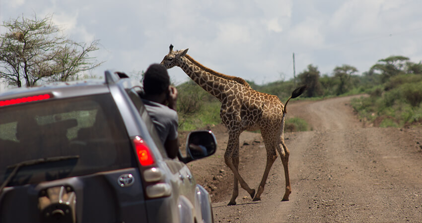 tanzania safari and beach