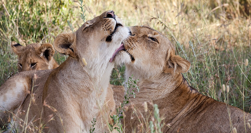 Tanzania safari tours