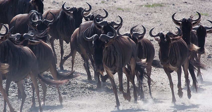 tanzania safari lodge