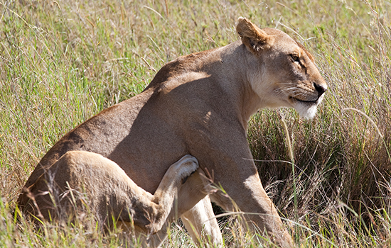 kenya safari tours