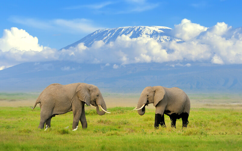 Kenya safari tours