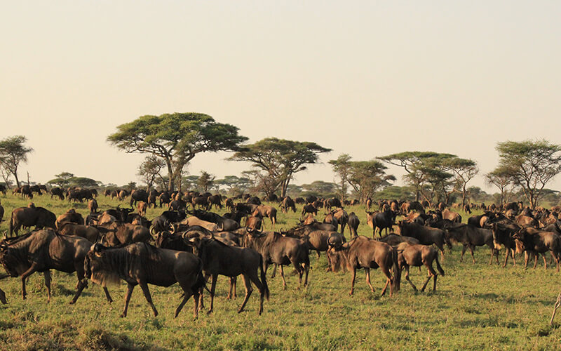 safari in kenya