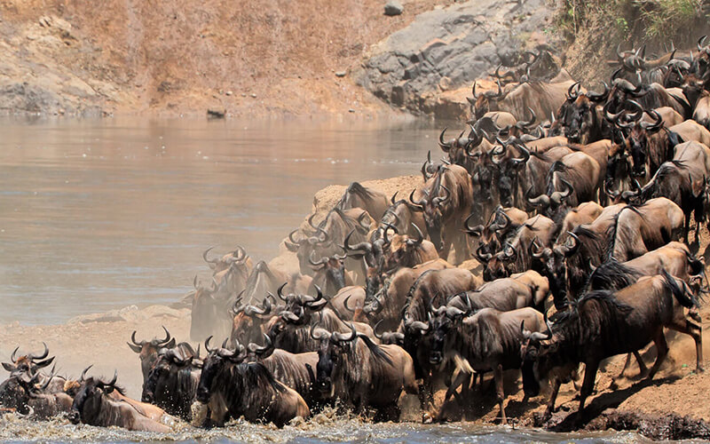 Wildebeest migration