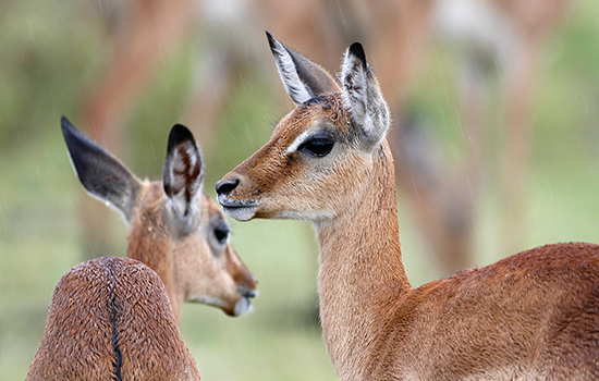 Ta5 days southern tanzania safari