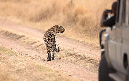 Northern Tanzania National Parks