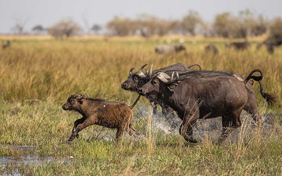 Southern Tanzania National Parks