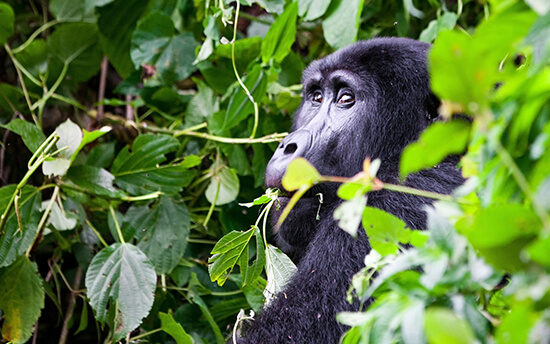 Western Tanzania National Parks