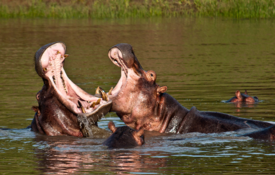 9 days southern tanzania safari