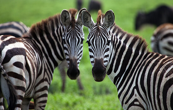 Tanzania day tour safari