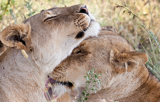 Tanzania customized safari